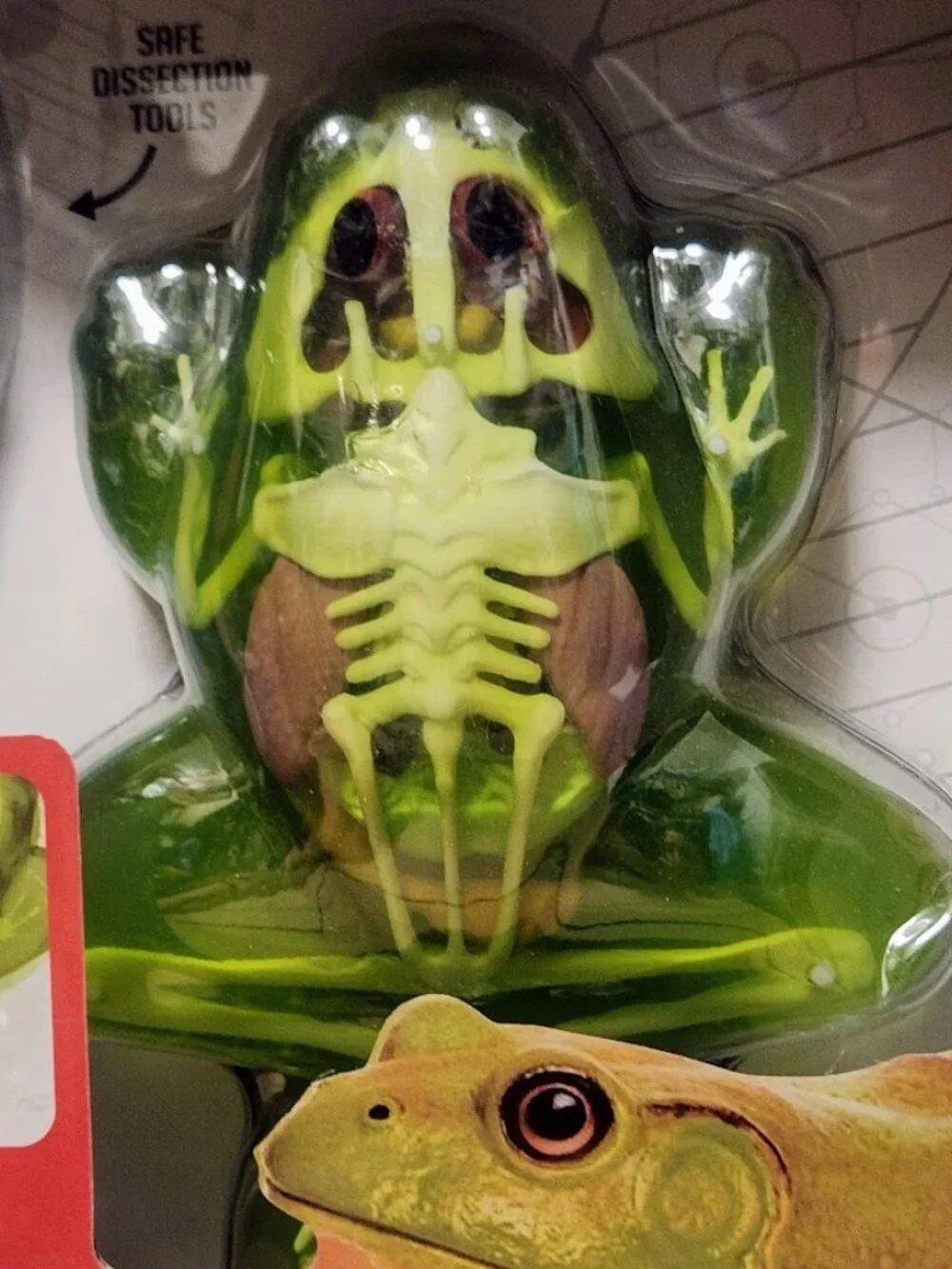 NEW Dissect-it Synthetic Lab Dissection Toy STEM KIT CRAFT Project Frog Biology